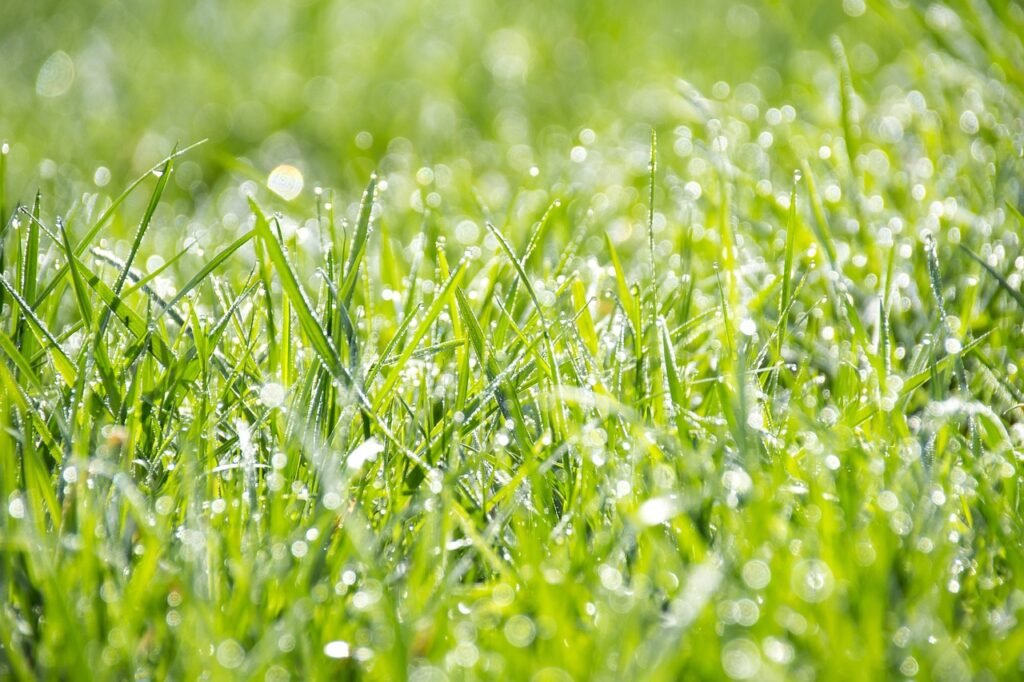 grass, nature wallpaper, green-1326759.jpg